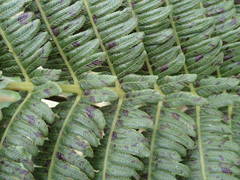 Amauropelta heteroptera