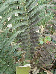 Amauropelta heteroptera