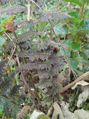 Amauropelta heteroptera