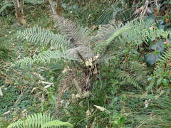 Amauropelta heteroptera