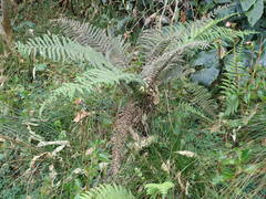 Amauropelta heteroptera