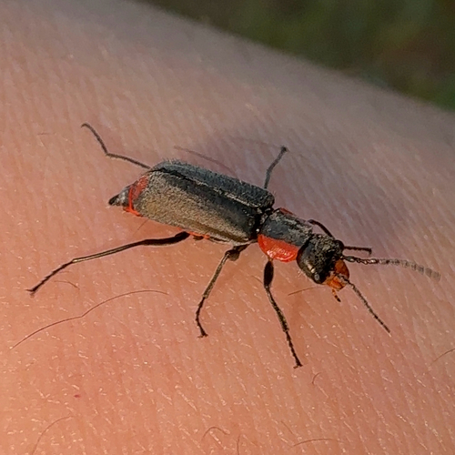 Cordylepherus sibiricus