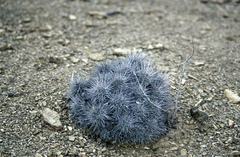 Lobivia rauschii