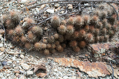 Lobivia rauschii