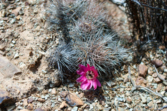 Lobivia rauschii