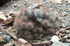 Lobivia rauschii