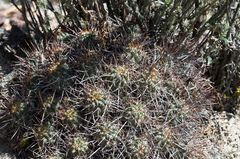 Lobivia rauschii