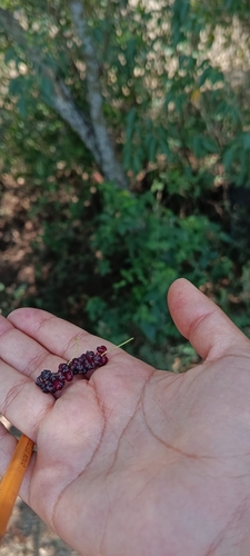 Morus celtidifolia (Morus celtidifolia)