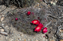 Lobivia rauschii
