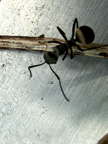 Rich Spiny Sugar ant