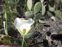Calochortus catalinae