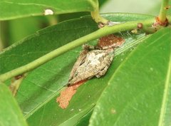 Neoscona menghaiensis