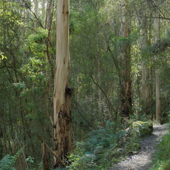 Eucalyptus cypellocarpa