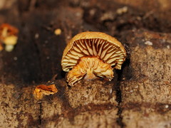 Crepidotus eucalyptorum