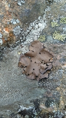 Umbilicaria polyrrhiza