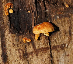 Crepidotus eucalyptorum