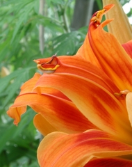Hemerocallis fulva kwanso