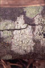 Pertusaria pertractata