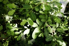 Erythroxylum havanense