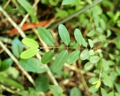 Heteropterys purpurea
