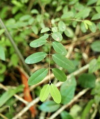 Heteropterys purpurea