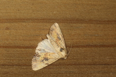 Perigea