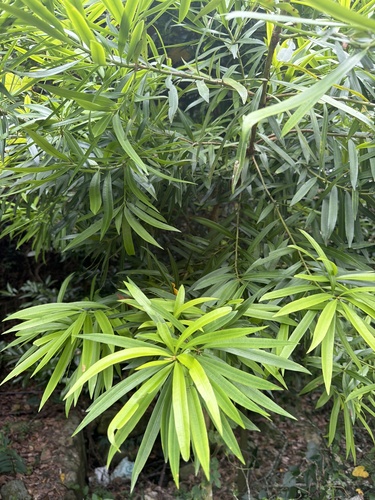Podocarpus nakaii observed 2026-05-23