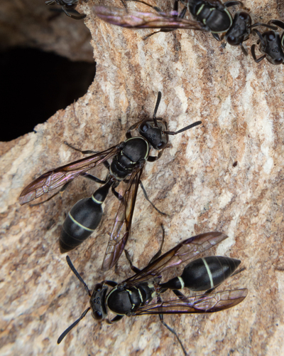 Polybia plebeja