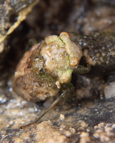 Gelastocoris rotundatus