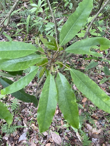 Daphniphyllum pentandrum, photograph 2
