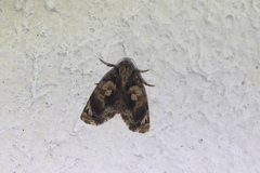 Drobeta