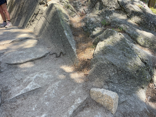 iNaturalist observation photo of Northern Pacific Rattlesnake