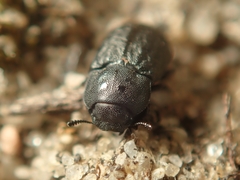 Melanimon tibiale