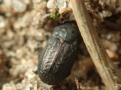 Melanimon tibiale