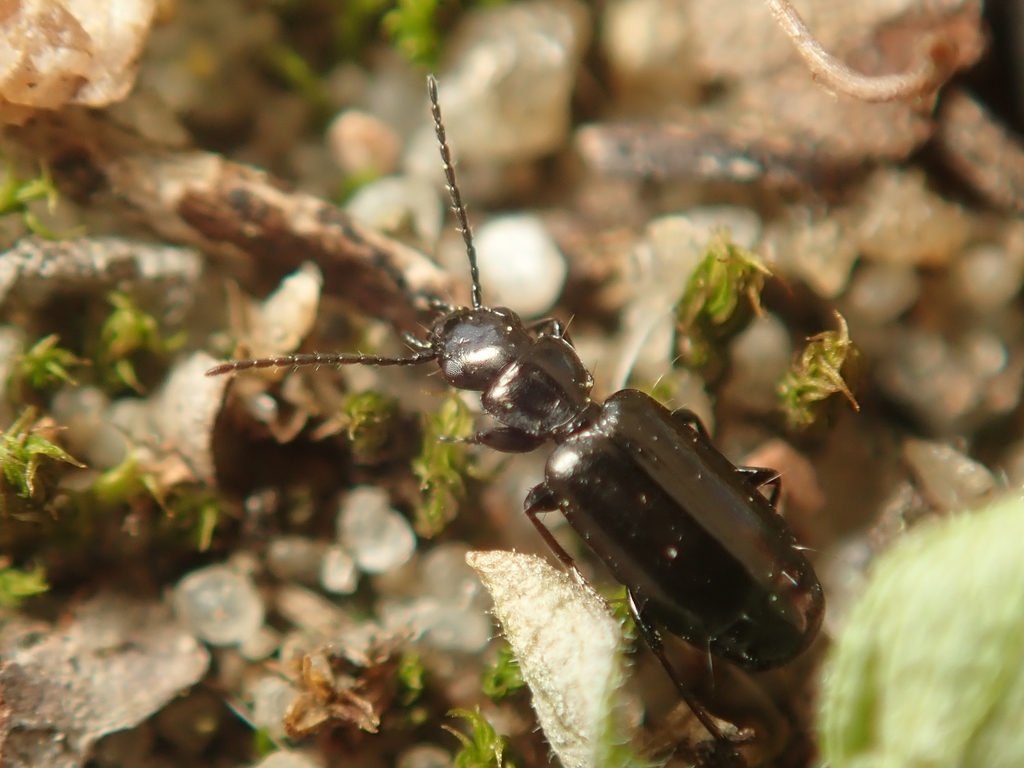 Microlestes minutulus