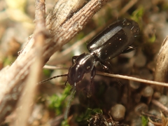 Microlestes minutulus