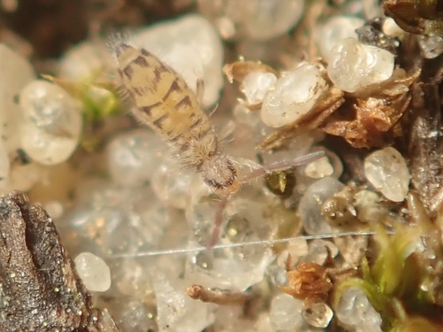 Entomobrya multifasciata, photo 8 of 10