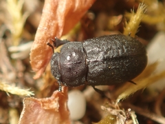 Melanimon tibiale