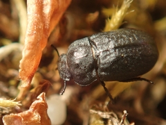 Melanimon tibiale