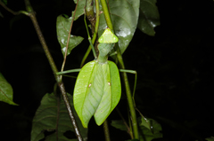 Sphodromantis aurea