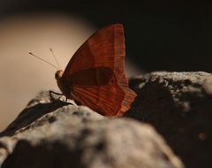 Abisara