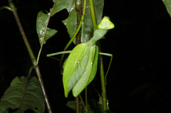 Sphodromantis aurea