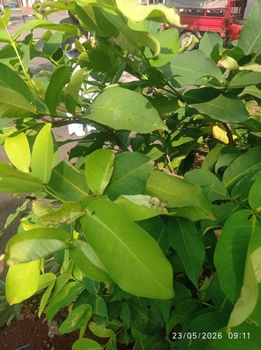 Syzygium aqueum observed 2026-05-23