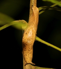 Girasia crocea