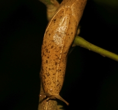 Girasia crocea
