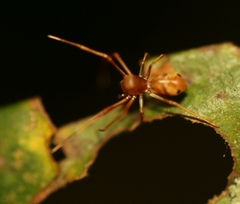 Amyciaea forticeps