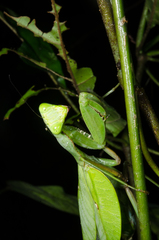 Sphodromantis aurea