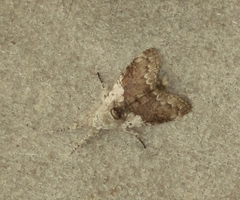 Calliteara grotei