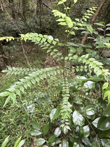 Zanthoxylum scandens, photograph 5