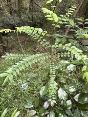 (c) 鄭雪雲, some rights reserved (CC BY) Zanthoxylum scandens, photograph (c) 鄭雪雲, some rights reserved (CC BY)